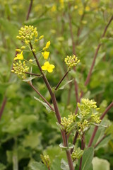 Rape colza flowers are blooming at botanical garden in Tokyo Japan.