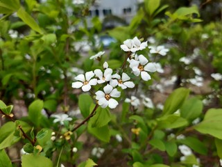 white flowers in the garden