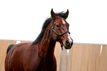 Young healthy horse running free in the riding hall