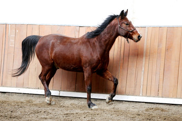 Young healthy horse running free in the riding hall