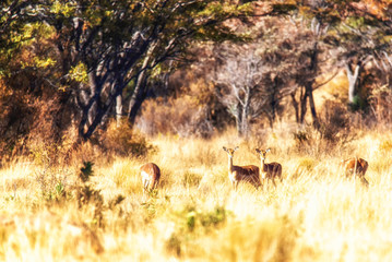 Impalas (Aepyceros melampus). South Africa.