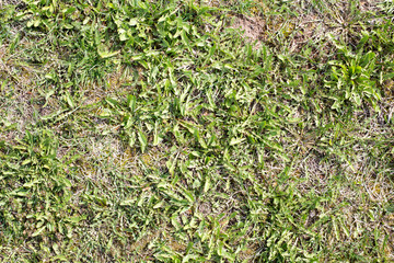 Early Spring grass with sedge and moss with dry leafs and random plants