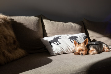 Cute yorkshire terrier lying on the sofa enjoying sunlight