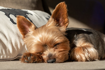 Cute yorkshire terrier lying on the sofa enjoying sunlight