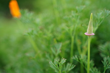 California poppy flowers are blooming at botanical garden in Tokyo Japan.