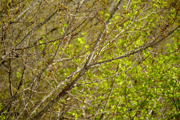 green leaves on a tree