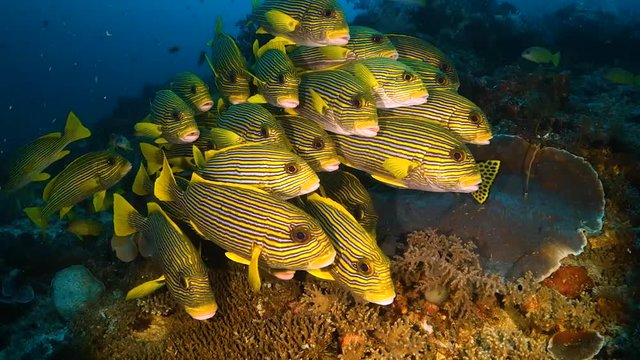Schooling fish on the reef, swim away from camera