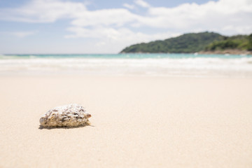 Pez globo en la playa © David