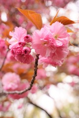 Double cherry blossoms are blooming at botanical garden in Tokyo Japan. Japanese name is Yaezakura.