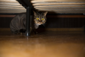British cat under the bed. The cat is trimmed. Cat grooming.  Сat haircut styles, Lion Cut For Cats concept.