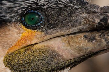 Close up on bird eye