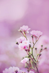 An elegant branch with flowers of a blooming delicate pink rose grows on a Bush in a lush garden.