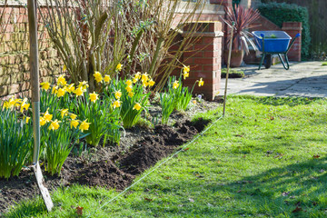 Gardening in spring, widening a garden flowerbed or border, UK - obrazy, fototapety, plakaty