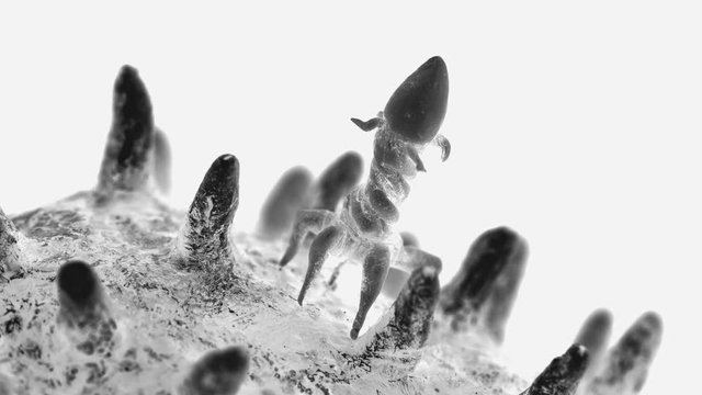 the bacteriophage sits on the bacteria, so they look under the microscope, in some cases they are used in the fight against bacteria instead of antibiotics. They are also used in scientific research.