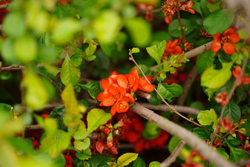dwarf Japanese quince are blooming at botanical garden in Tokyo Japan.
Japanese name is 
