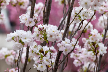 Blooming trees flowers in spring