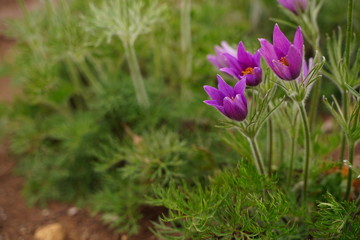 Pasque flowers are blooming at botanical garden in Tokyo Japan.
