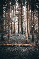 Samotny las