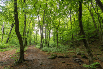 Trees in the forest
