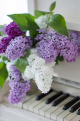 lilac on piano close-up. White piano. Lilac bouquet several colors over Syringa vulgaris. Lilac flowers bunch.