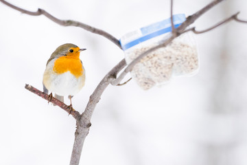 Petirrojo en la nieve comedero