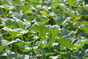 Pumpkin plants in the field. Pumpkin cultivation in India