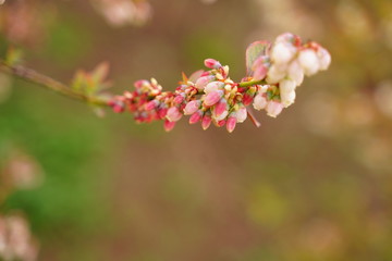 blueberry flowers are blooming at botanical garden in Tokyo Japan.