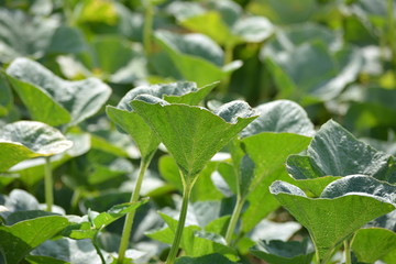 Pumpkin plants in the field. Pumpkin cultivation in India
