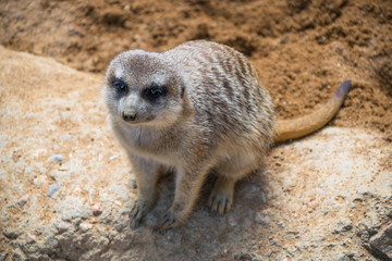 Fototapeta premium Portrait of a meerkat looking at camera