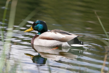 Colourful duck on water surface