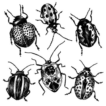 Beetles_ sketched insects_ Vector doodle
