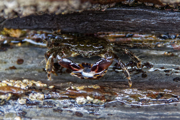 crab on the beach eating a shell 
