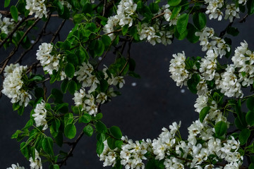 frame of flowers of an apple tree on a gray background