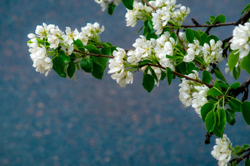 flowering apple tree on a blue background