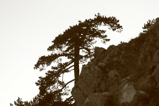 pino loricato parco nazionale del Pollino