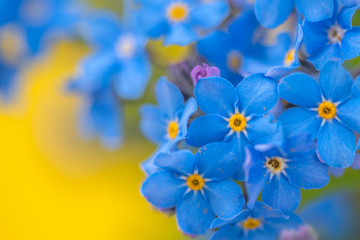 Closeup of little blue flowers on a blurred background