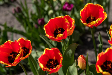 Naklejka premium red and yellow tulips