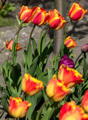 bush of red and yellow tulips