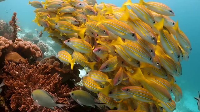 Yellow snappers swimming at camera and away over the reef