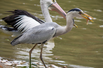 a Grey heron (Ardea cinerea) stands by the pond and is eating fish, is a long-legged predatory wading bird of the heron family, Ardeidae, native throughout Europe and Asia and also parts of Africa. 