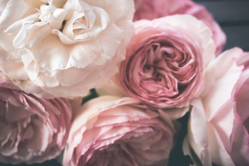 Close up of pink roses in soft light