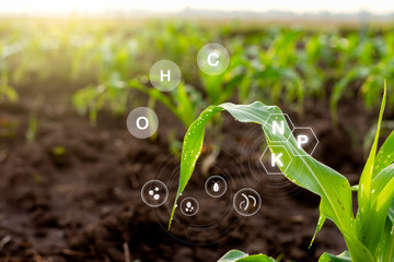 Corn seedlings grow from fertile ground and have technology icons about minerals in the soil...
