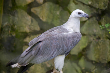 The white-bellied sea eagle (Haliaeetus leucogaster) is a large diurnal bird of prey in the family Accipitridae, a white head, rump and underparts, and dark or slate-grey back and wings. 