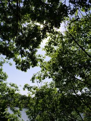 Obraz premium trees and sky