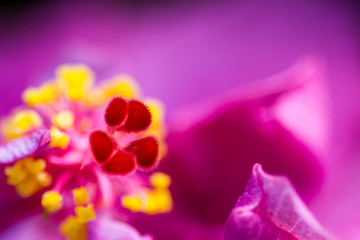Hibiscus Flower Pollen