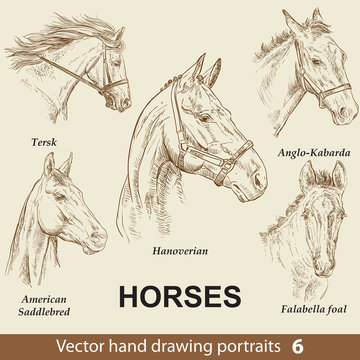 Set of hand drawing horses 6