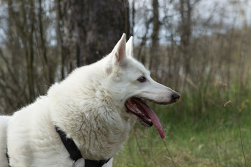 White West Siberian husky Laika dog in a collar and harness sits in the forest in the park. Dog with a long pink tongue