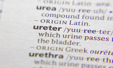 Ureter word or phrase in a dictionary. - 348176802