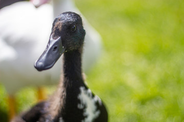 A beautiful black duck is sitting on the green grass in a sunny day - Powered by Adobe