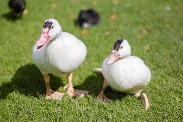 Two beautiful white ducks are sitting on the green grass in a sunny day